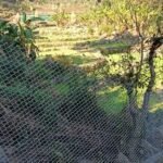 घेरबाड़ योजना से सुरक्षित हुई फसलें, 339 हेक्टेयर कृषि भूमि को मिला संरक्षण