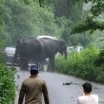 कोटद्वार हाईवे पर हाथियों का आतंक, तीन वाहन क्षतिग्रस्त; सड़क पर लगा लंबा जाम